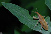 Gorgojo de las malvas (Lixus algirus).