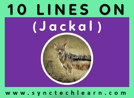 short essay on jackal