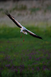 Wildlifefotografie Lippeaue Weißstorch