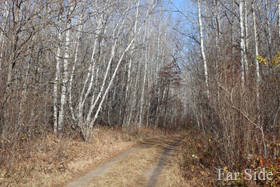 leaves are gone