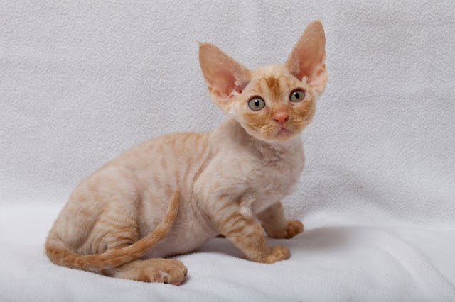 Orange Devon Rex Kitten Pic