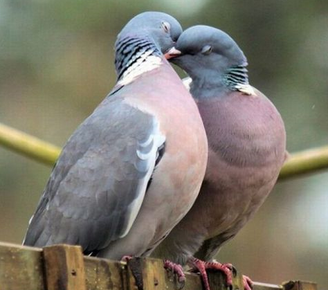 cute and funny photos of animals. World#39;s Most Cute And Funny