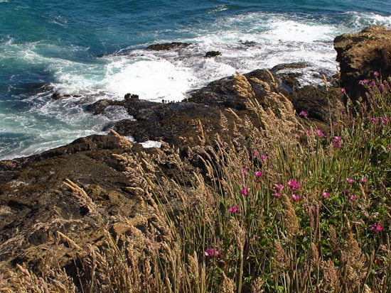 Mendocino Coastliine