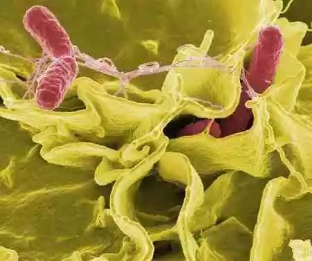 US health authority confirms of salmonella outbreak in pet reptiles, especially in tortoises