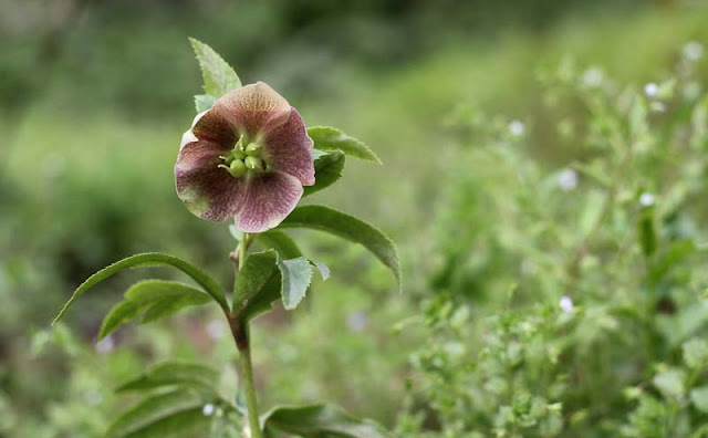 Lenten Rose Flowers