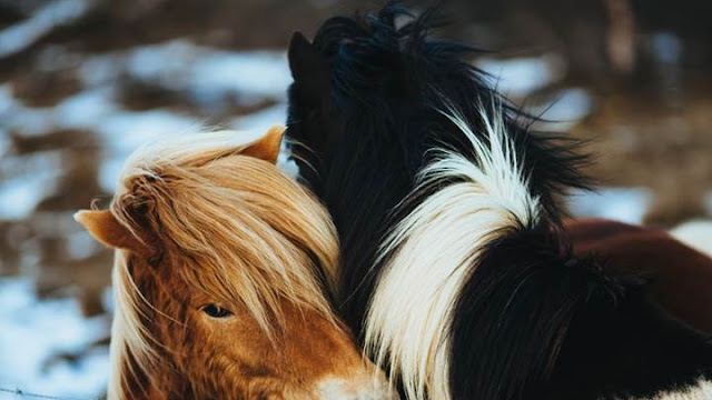 Cold Snow Winter Horses