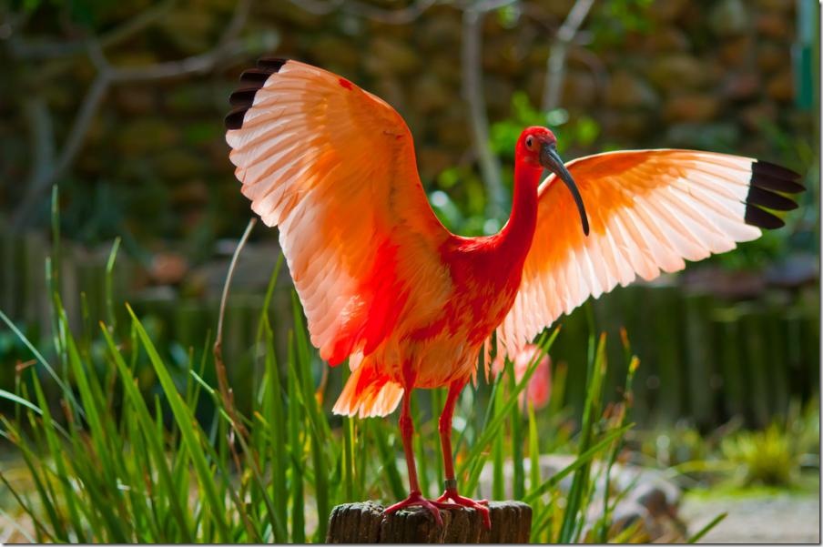 scarlett Ibis