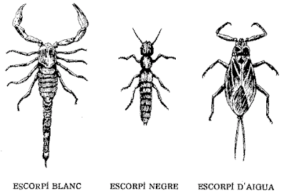 arreclau, arraclau, escorpí, scorpio, escorpión, Buthus occitanus, reclau