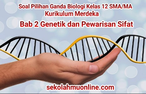 Soal Pilihan Ganda Biologi Kelas 12 Kurikulum Merdeka Bab 2 Genetik dan Pewarisan Sifat + Kunci Jawabannya