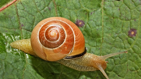 Climate Change Is Altering Animals' Colors  