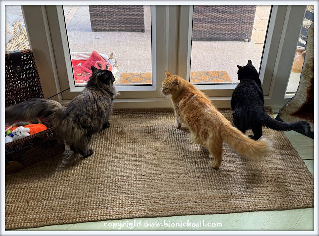 Sunday Selfies at BBHQ featuring Torti Pandora, Ginger Fudge, and sleek Black Parsley gathered on a woven indoor rug by a glass door. Pandora, with fluffy multicolored fur and a plush tail, stands near a toy basket; Fudge, with a thick ginger coat, sits confidently in the center; Parsley, with smooth black fur, observes calmly on the right. A charming feline group portrait that captures unique personalities in a cozy home setting—copyright www.bionicbasil.com