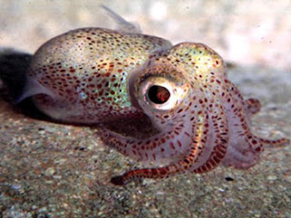 baby squid