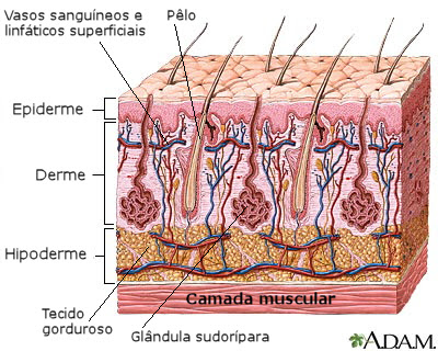 Camadas da pele - Erisipela e celulite