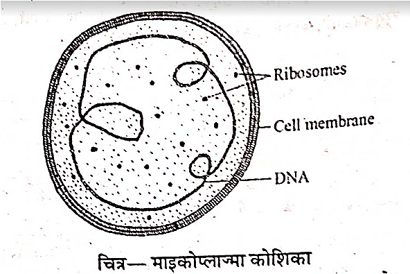 mycoplasma-cell
