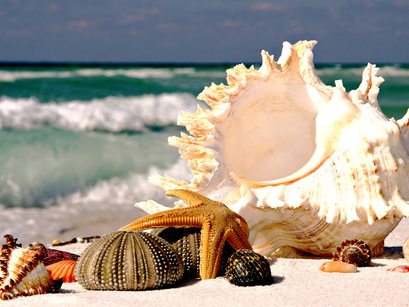 besplatne pozadine za desktop 1024x768 free download priroda plaža pijesak morska zvijezda morska školjka plaža more ljeto
