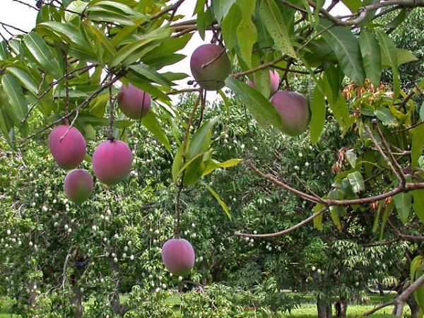 Frutti di Mango Florida