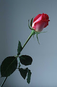 rose flower (rose flower )