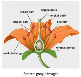 Catat Gambar  Struktur Anatomi  Bunga  Dikotil Dan Monokotil 