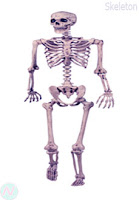 Skeleton