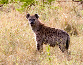 Hyena Wallpapers