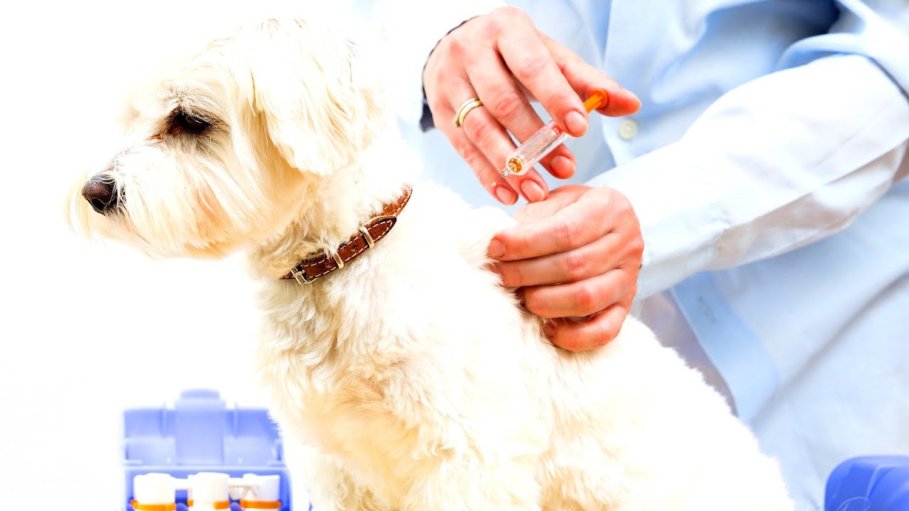 Animal Medical Hospital Of Naples