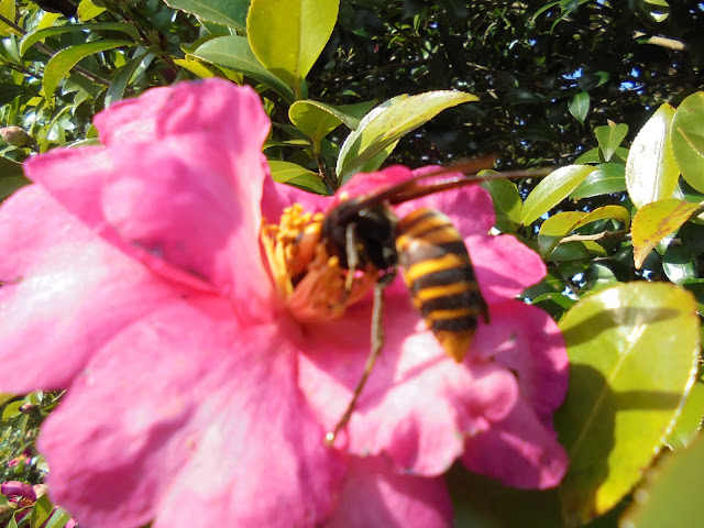 スズメバチがサザンカ（山茶花）の蜜を吸っていました