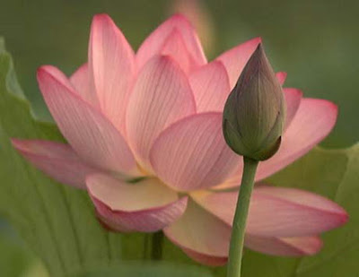Indian Lotus Flower Images
