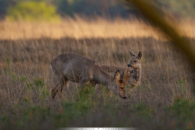 Ree - Roe Deer - Capreolus capreolus