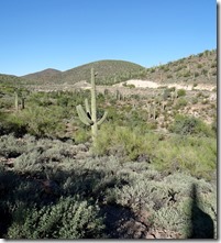 Surprise AZ 1st hike Wild Burro trail 037