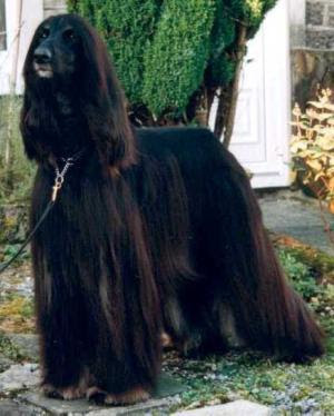 Afghan Hound Dog Names