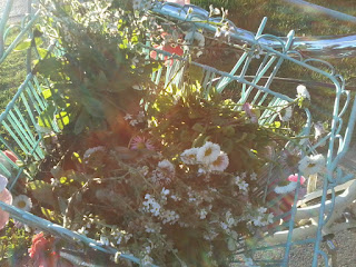 stulna blommor cykelkort sol perenner