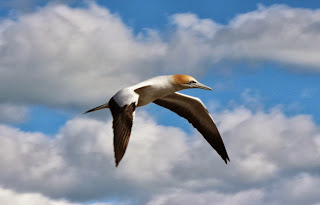 Gannet Muriwai 4