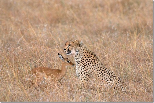 CheetahandGazelle_thumb1