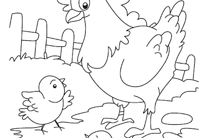 Gambar Mewarnai Ayam / 15 Gambar Mewarnai Ayam Untuk Anak PAUD dan TK / Hen and rooster colouring pages page 2 coloring home.