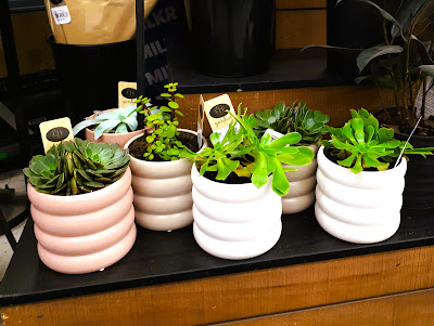 Selection of (full-sized) potted plants in ribbed pots.