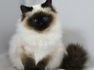 Birman Cat Wallpaper