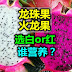 火龙果(龙珠果)选白or红？谁营养？Pitaya