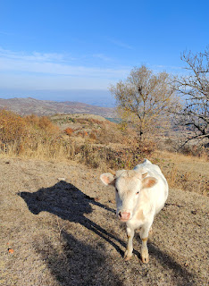 A friendly bull up at our other property