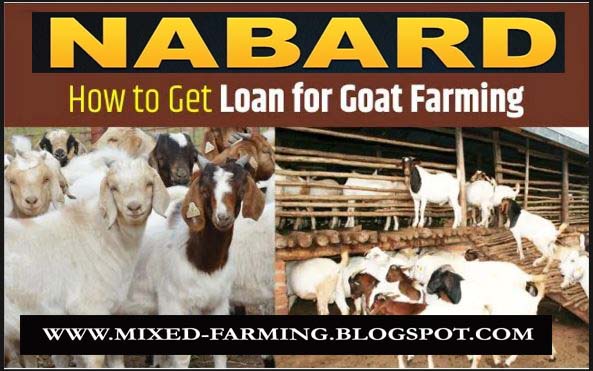 How to Apply for a Nabard Loan For Goat Farming