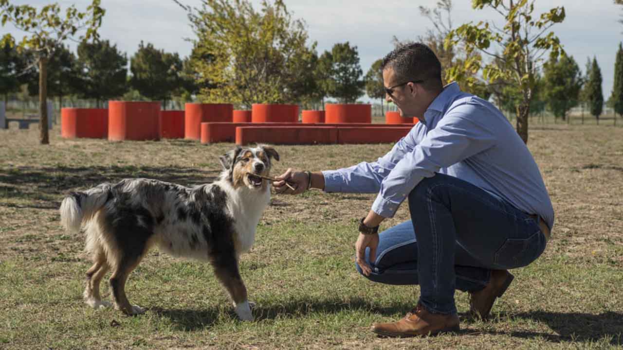 Quais cuidados devo ter com o pet durante as férias