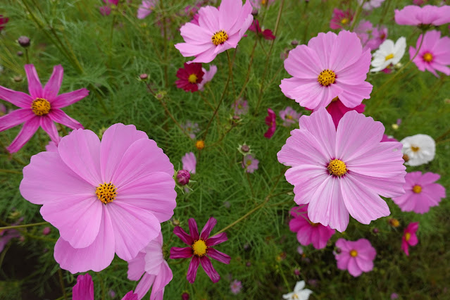 鳥取県西伯郡南部町鶴田　とっとり花回廊　秘密の花園