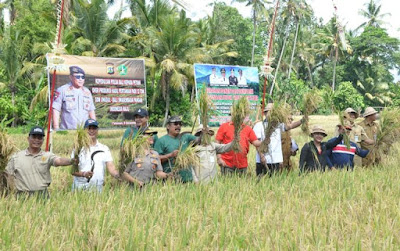 Penanaman Padi Denfarm Green Fertilezer Sukses di Tabanan