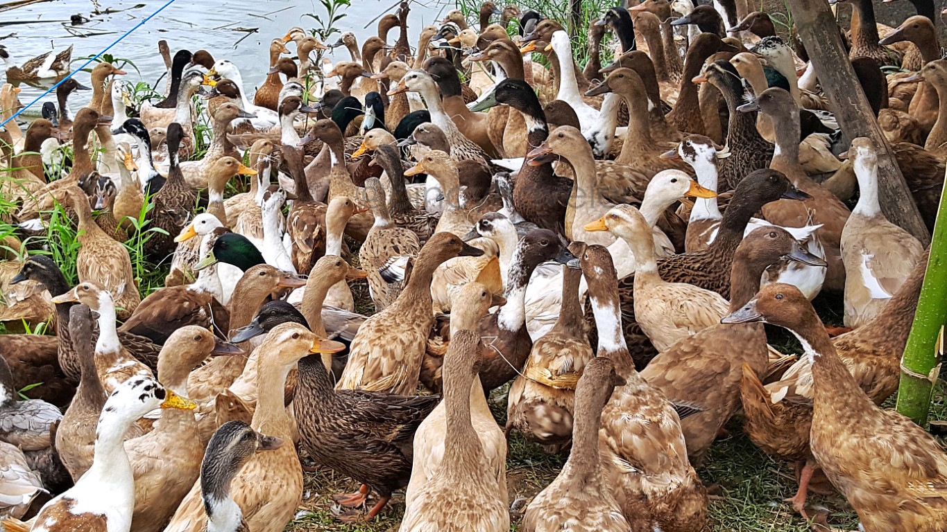 itik ducks at Cacao, Kananga, Leyte