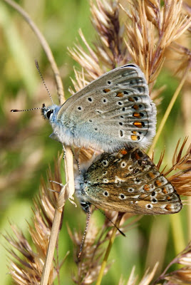 Icarusblauwtje - Ikarusblaujurkje - Polyommatus icarus