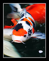 koi