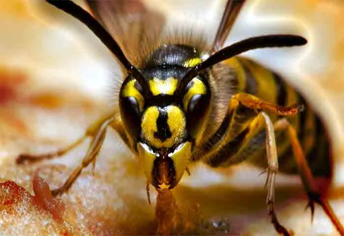 News,Kerala,State,Wayanad,attack,Injured,injury,Death,Treatment,Local-News, Wayanad: One died in wasp attack