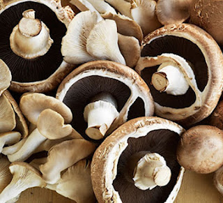 Oyster Mushroom Contract Farming in Maharashtra