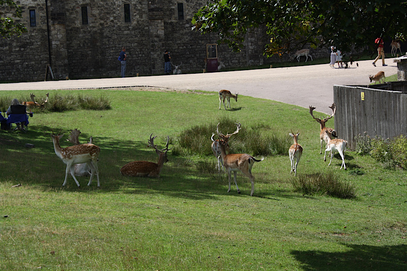 View of the gardens at Knole Park, depicting a herd of fallow deer. Some are running, some are grazing or relaxing in the shade