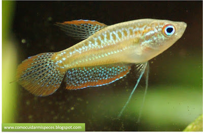 Gourami croador pigmeo macho