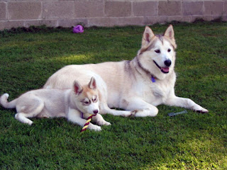 Siberian Husky